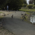 004-Ducks&Geese