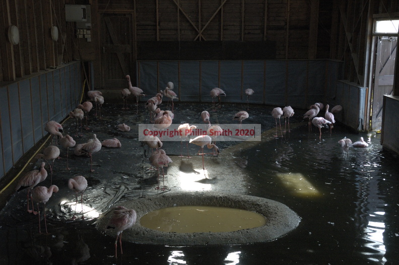 012-Greater-Flamingoes.JPG