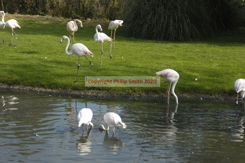 018-Greater-Flamingoes.JPG