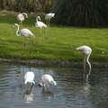018-Greater-Flamingoes