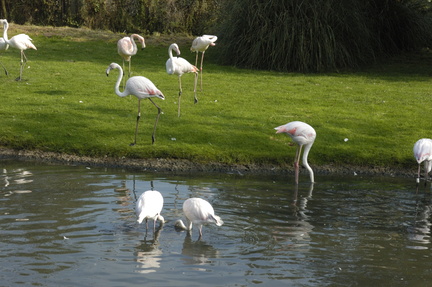 018-Greater-Flamingoes