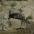 028-Otters