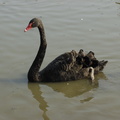 067-BlackSwan