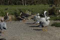 065-Bar-headed-Geese