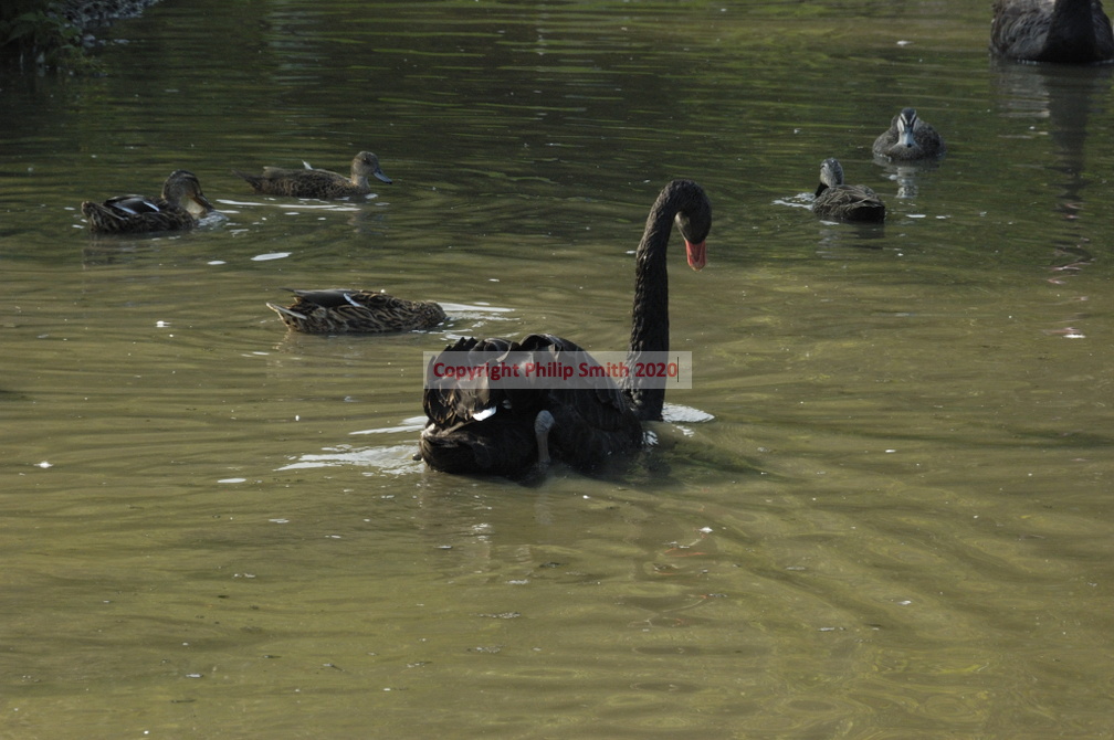 066-BlackSwan