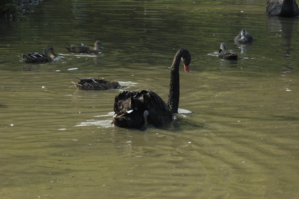 066-BlackSwan