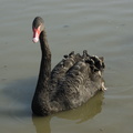 069-BlackSwan