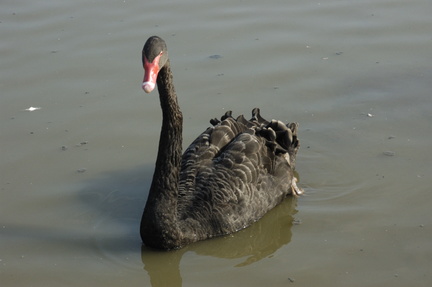 069-BlackSwan