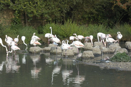 077-ChileanFlamingoes