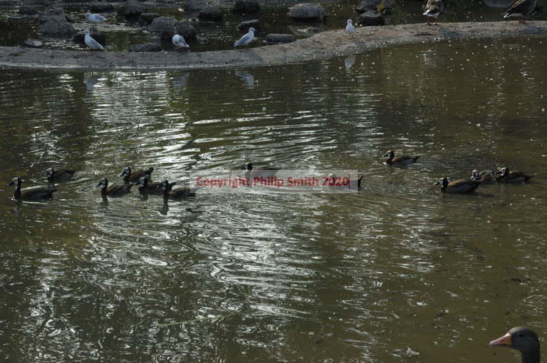 078-Ducks