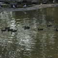 078-Ducks