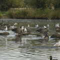 084-Geese&Seagulls