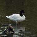086-BlackNeckedSwan