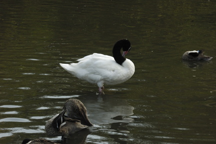 086-BlackNeckedSwan