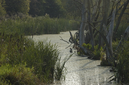 088-Kingfisher-Hide-view