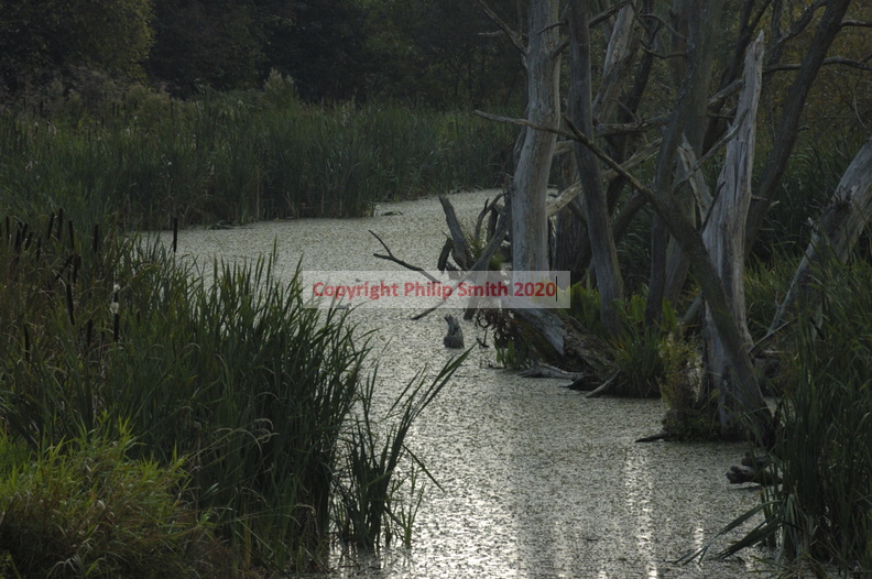 090-Kingfisher-Hide-view
