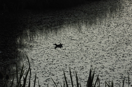 089-Duck-on-pond