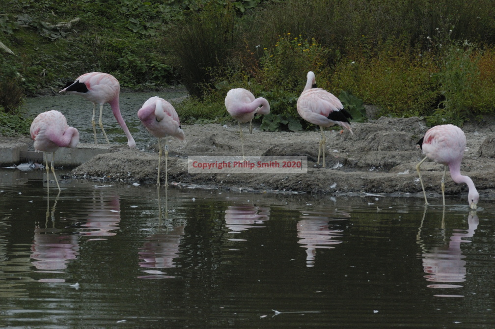 096-ChileanFlamingoes
