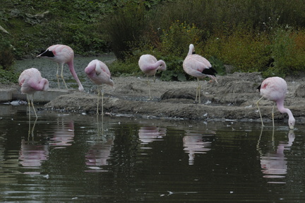096-ChileanFlamingoes