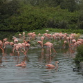 102-Pink-Flamingoes