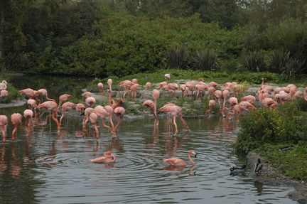 102-Pink-Flamingoes