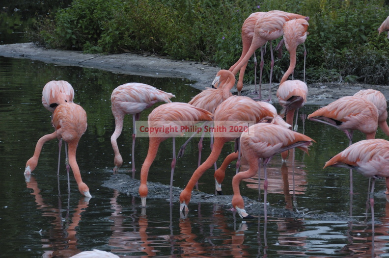103-Pink-Flamingoes