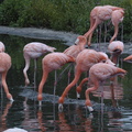 103-Pink-Flamingoes