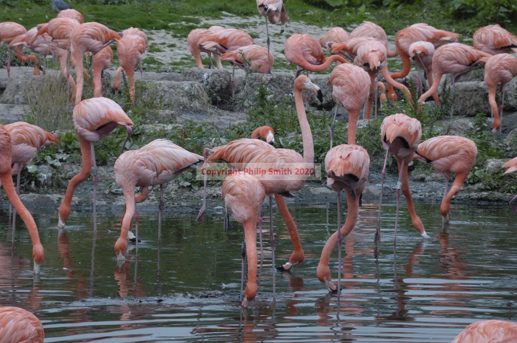 104-Pink-Flamingoes
