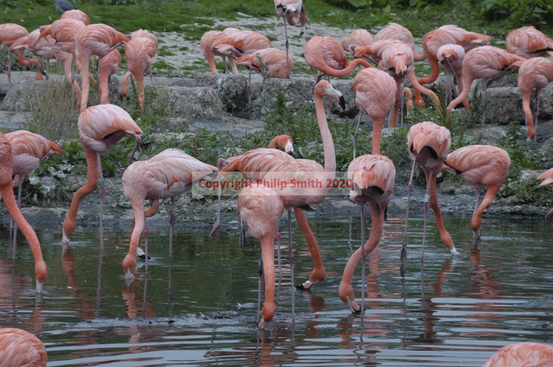 104-Pink-Flamingoes.JPG