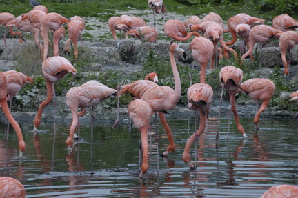 104-Pink-Flamingoes