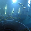 03-Atlanta-Aquarium.JPG