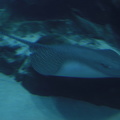 35-Atlanta-Aquarium