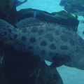 38-Atlanta-Aquarium
