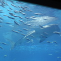 48-Atlanta-Aquarium.JPG