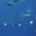 58-Atlanta-Aquarium.JPG