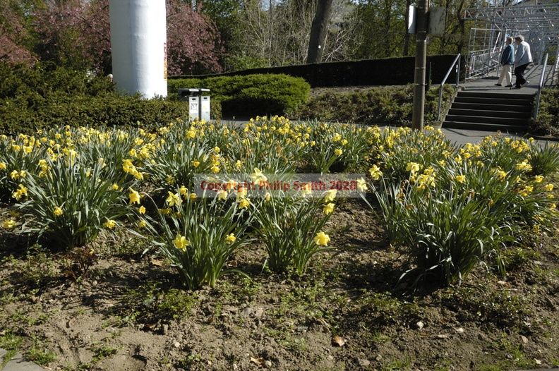033-Daffodils