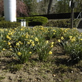 033-Daffodils.JPG