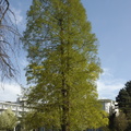 039-Tree.JPG