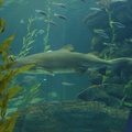 019-Busan-Aquarium.JPG