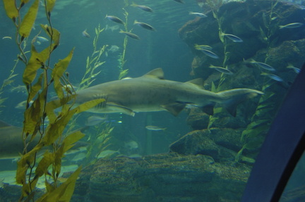 019-Busan-Aquarium