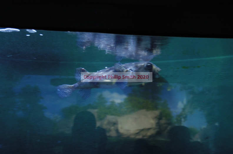 018-Busan-Aquarium.JPG