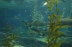 020-Busan-Aquarium
