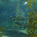020-Busan-Aquarium.JPG