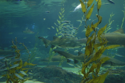 020-Busan-Aquarium