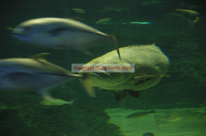 032-Busan-Aquarium.JPG