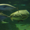 032-Busan-Aquarium
