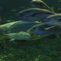 033-Busan-Aquarium