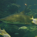 051-Busan-Aquarium