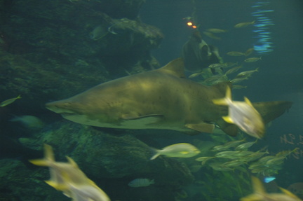 051-Busan-Aquarium