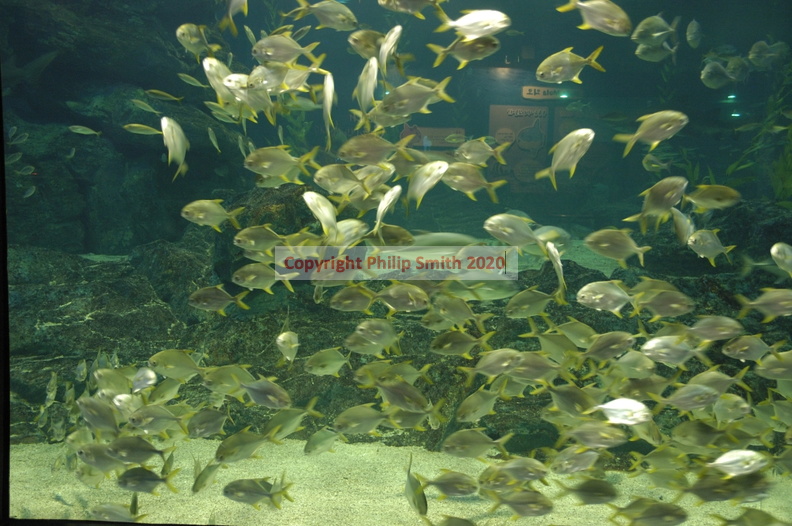 050-Busan-Aquarium